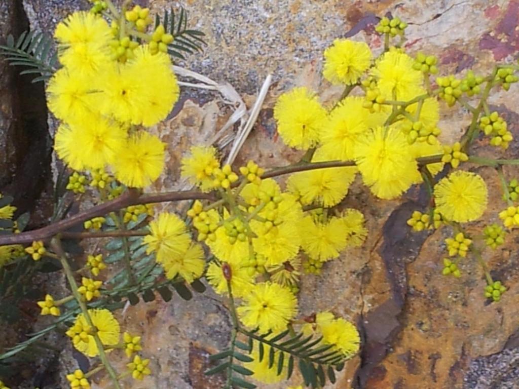 Crimson Villa Katoomba Luaran gambar